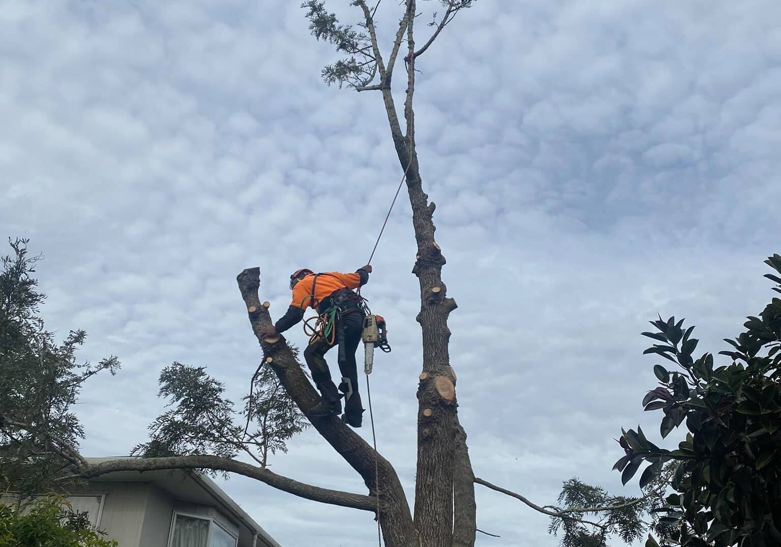west auckland arborists