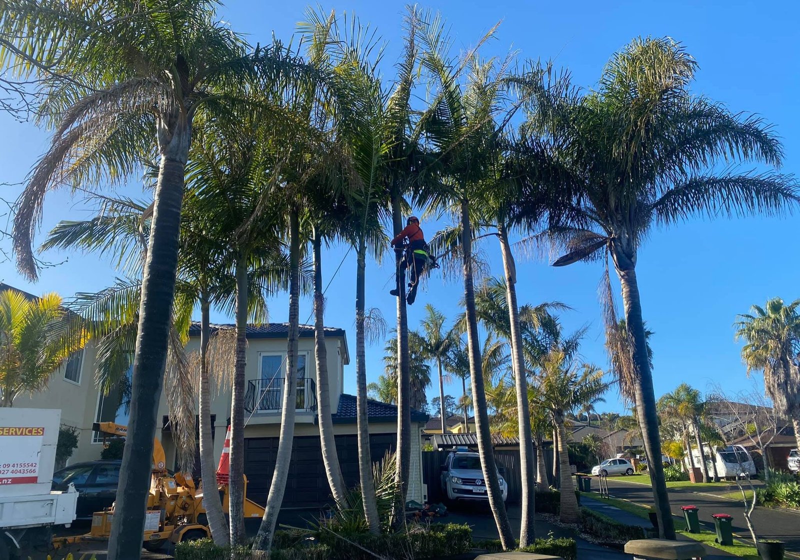 west auckland tree removals